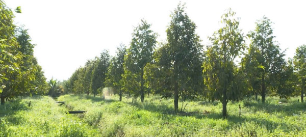 CHÍNH CHỦ BÁN 4000M2 SỔ HỒNG RIÊNG 428t.TRIEU MY2149