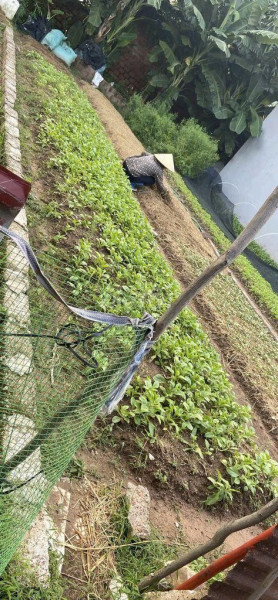 ĐẤT ĐẸP TÔ HIỆU – ĐÀ LẠT  VIEW THOÁNG – ĐƯỜNG Ô TÔ TẬN NƠI