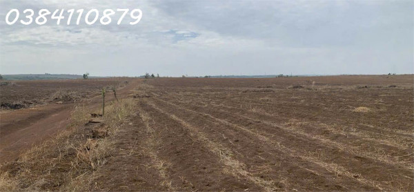 6HA CÓ CAO SU TRỒNG SẴN GIÁ 2 TỶ