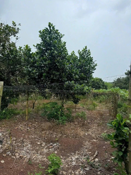 CHÍNH CHỦ CẦN BÁN ĐẤT 1000m² (12x90m) – GIÁ CHỈ 550 TRIỆU-  HỚN QUẢN -  BÌNH PHƯỚC
